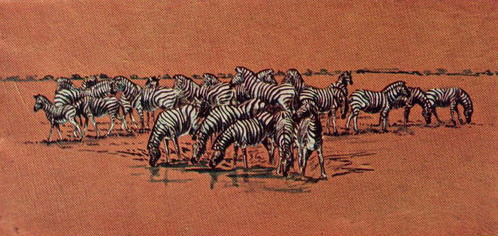 Bild Eine Herde Zebras von Uli Aschenborn